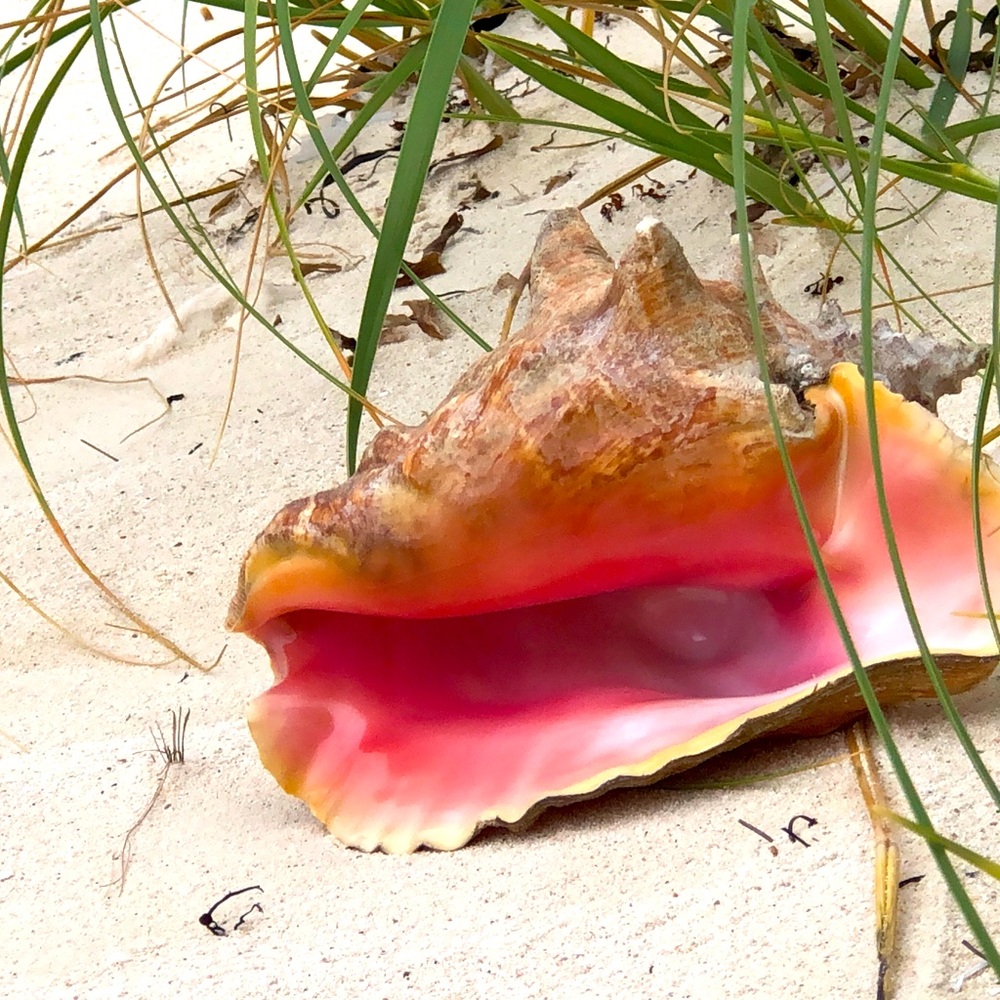 Let’s Bundle Shells Waves Sand Shop